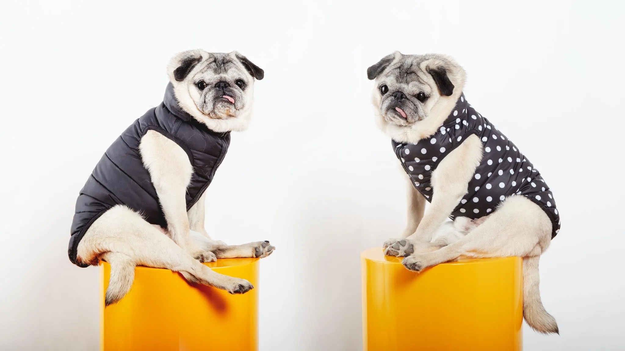 Reversible AiryVest in Black   Black Dot (DOG & CO. Exclusive) (FINAL SALE)